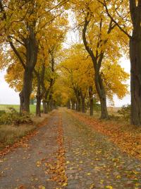 OHV-Hoppenrade-Parkstr-Pflasterstr-MM-2023.jpg