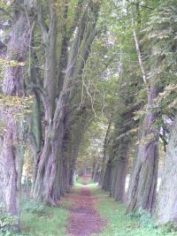 UM-Lemmdo-Gut-Allee.jpg